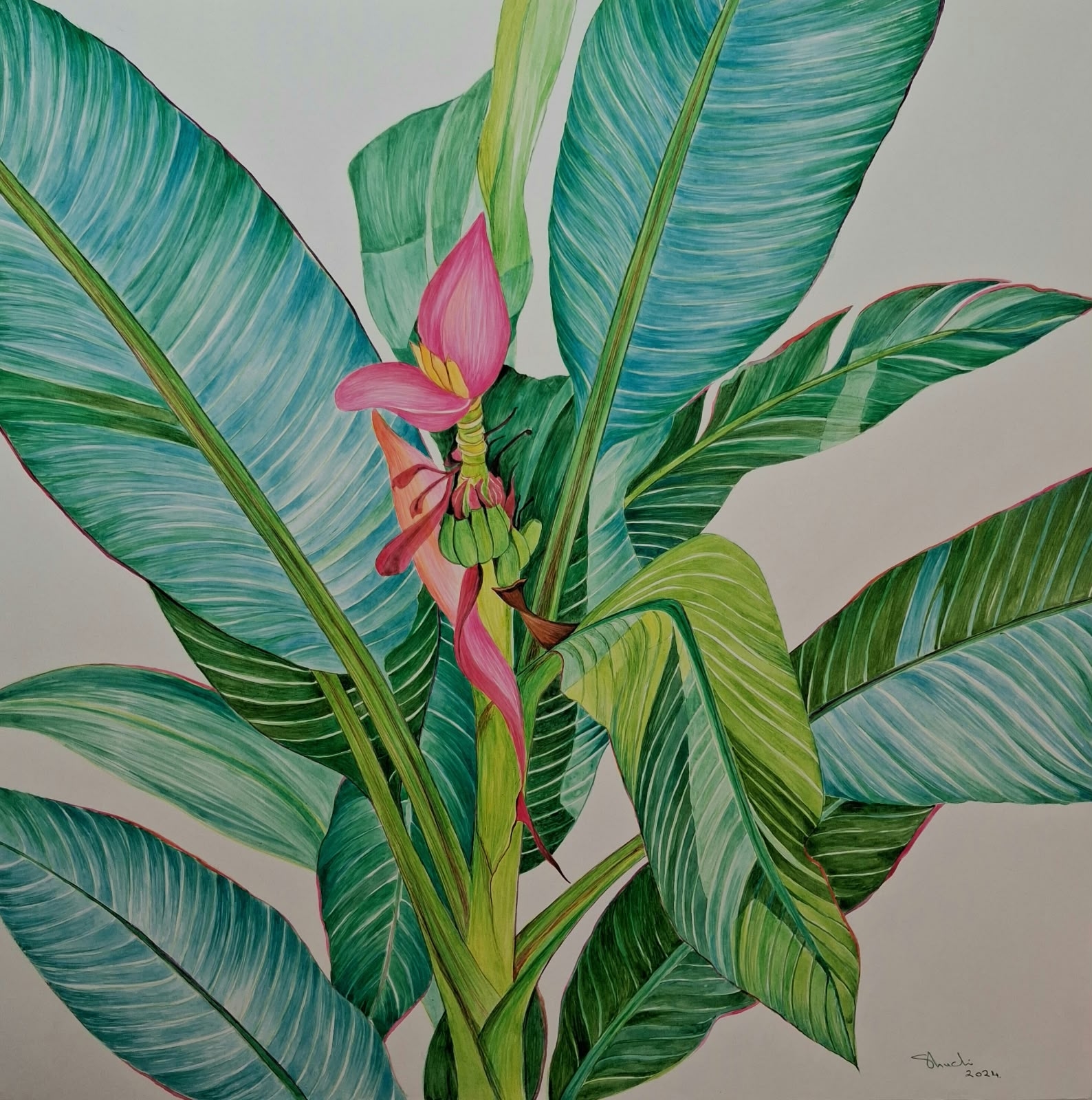 BANANA PLANT
