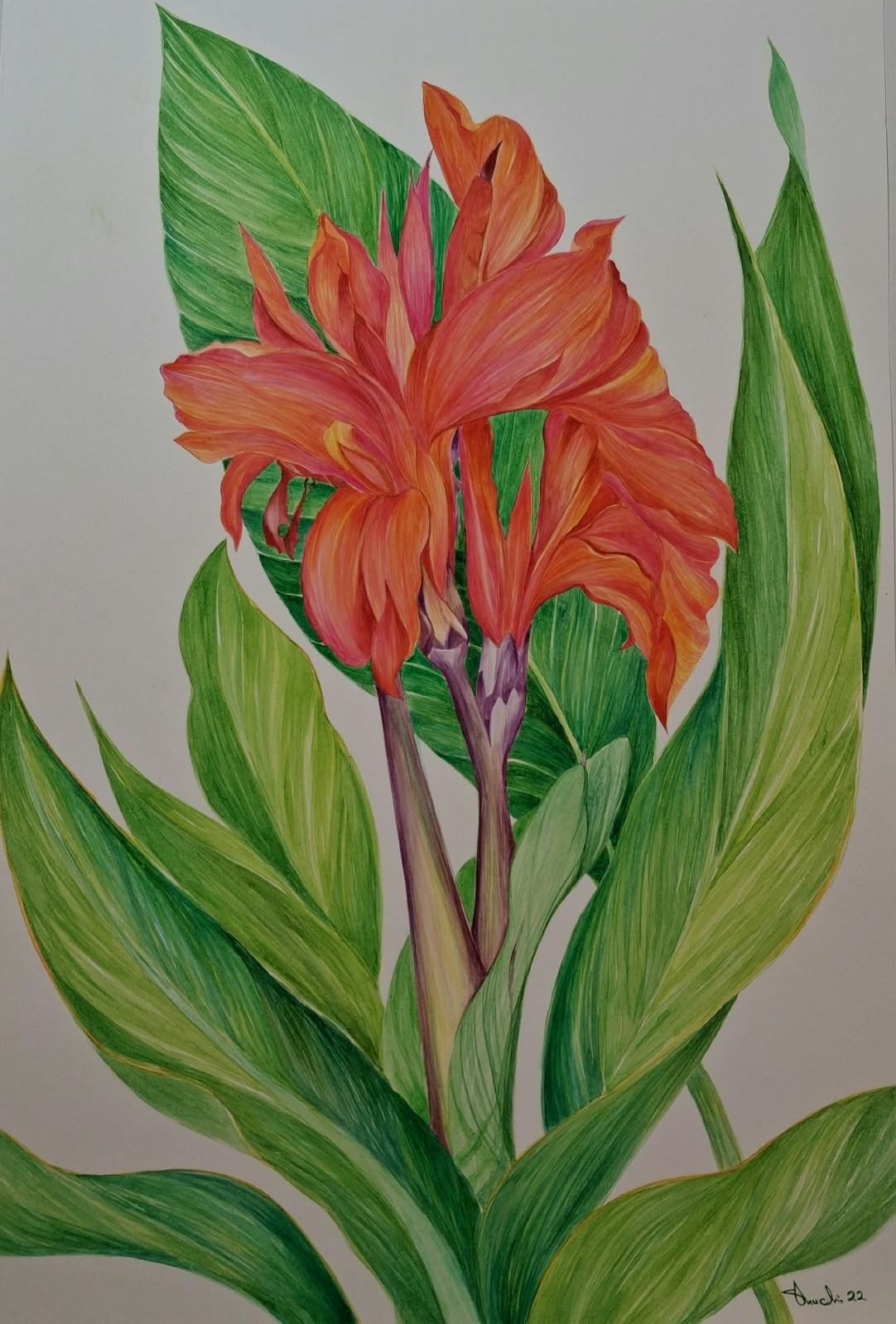 Canna 1