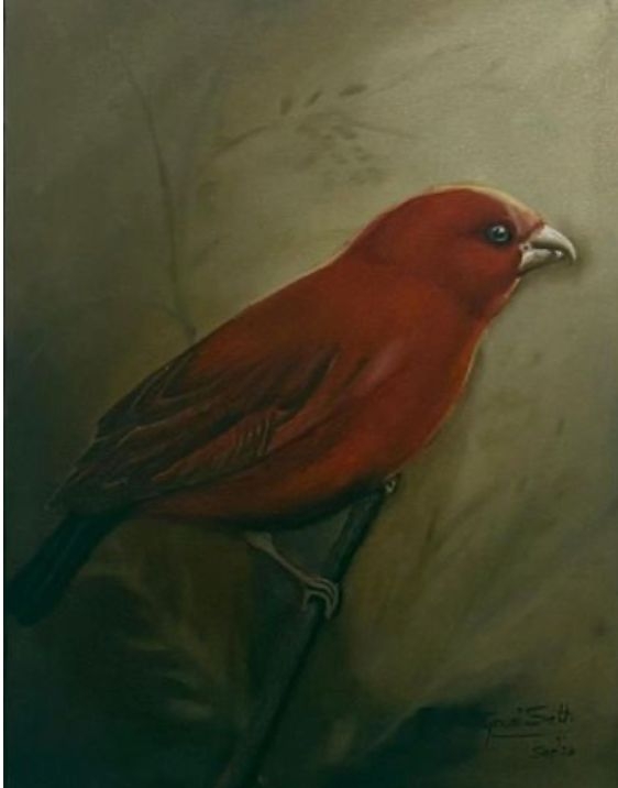 Scarlet Finch
